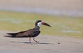 The Black Skimmer