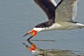 Black Skimmer Royalty Free Stock Photo