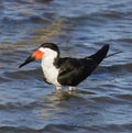 Black Skimmer Adult Royalty Free Stock Photo