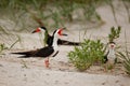 Black Skimmer aggression display NC