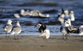 Black Skimmer bird on beach, Hilton Head Island Royalty Free Stock Photo