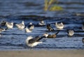 Black Skimmer bird on beach, Hilton Head Island Royalty Free Stock Photo