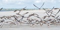 Black Skimmer Bird Flock in Flight Royalty Free Stock Photo