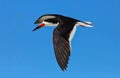 Black Skimmer bird flying high Royalty Free Stock Photo