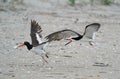 A Black Skimmer chases after an American Oystercatcher Royalty Free Stock Photo