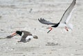 A Black Skimmer chases after an American Oystercatcher Royalty Free Stock Photo