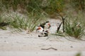 Black Skimmer with chick Wrightsville Beach NC nesting colony