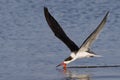 Black Skimmer feeding in flight in the Gulf of Mexico - Crystal