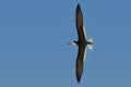 Black Skimmer in flight