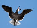 Black Skimmer in Flight Royalty Free Stock Photo