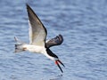 Black Skimmer in Flight Royalty Free Stock Photo