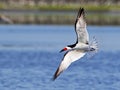 Black Skimmer in Flight Royalty Free Stock Photo