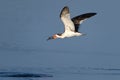 Black Skimmer in Flight with Catch Royalty Free Stock Photo