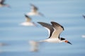 Black Skimmer Flock In Flight Royalty Free Stock Photo