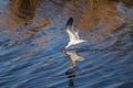 Black Skimmer on the Hunt