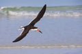 Black Skimmer Making A Turn In Flight Royalty Free Stock Photo