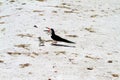 Black skimmer mother bird with young chick