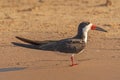 Black Skimmer on a River Sandbar in the Tropics