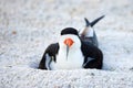 Black Skimmer Roosting On Her Nest