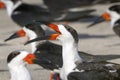 Black skimmer, rynchops niger