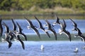 Black skimmer, rynchops niger Royalty Free Stock Photo