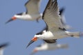 Black skimmer, rynchops niger Royalty Free Stock Photo