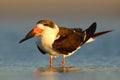 Black Skimmer, Rynchops niger, beautiful tern in the water. Black Skimmer in the Florida coast, USA. Bird in the nature sea