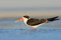 Black Skimmer, Rynchops niger, beautiful tern in the water. Black Skimmer in the Florida coast, USA. Bird in the nature sea habita