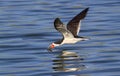 Black skimmer (Rynchops niger) fishing along the shore Royalty Free Stock Photo