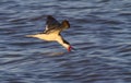 Black skimmer (Rynchops niger) fishing in the ocean at sunset