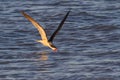 Black skimmer (Rynchops niger) fishing in the ocean at sunset