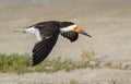 Black skimmer (Rynchops niger) flying over the beach Royalty Free Stock Photo