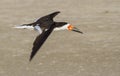 Black skimmer (Rynchops niger) flying over the beach