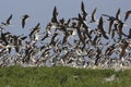 Black skimmer, Rynchops niger Royalty Free Stock Photo