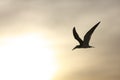 Black Skimmer (Rynchops niger niger) Royalty Free Stock Photo