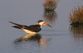 Black skimmer (Rynchops niger) in shallow water at sunset
