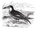 Black Skimmer or Rynchops niger vintage engraving