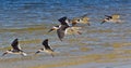 Black Skimmer Sea Birds Royalty Free Stock Photo