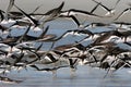 Black Skimmer Seabirds in Flight Royalty Free Stock Photo