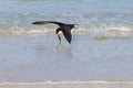Black Skimmer, Skimming And Splashing Royalty Free Stock Photo
