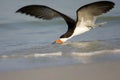 Black Skimmer skimming the surf Royalty Free Stock Photo