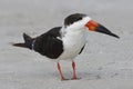 Black Skimmer standing on a beach - St. Petersburg, Florida Royalty Free Stock Photo