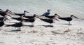 Black Skimmers Royalty Free Stock Photo
