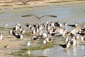 Black skimmers come in for landing on a beach in Florida