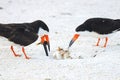 Black Skimmers Feeding Their Chicks Royalty Free Stock Photo