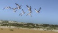 Black Skimmers In Flight over the Sand Dunes Royalty Free Stock Photo