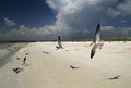 Black Skimmers in Flight Royalty Free Stock Photo