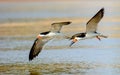 Black Skimmers in flight Royalty Free Stock Photo