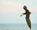 A Black Skimmers flying over the beach Royalty Free Stock Photo