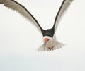 A Black Skimmers flying over the beach